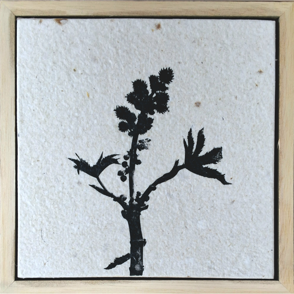 Seed Time and Harvest Shall Not Cease 50