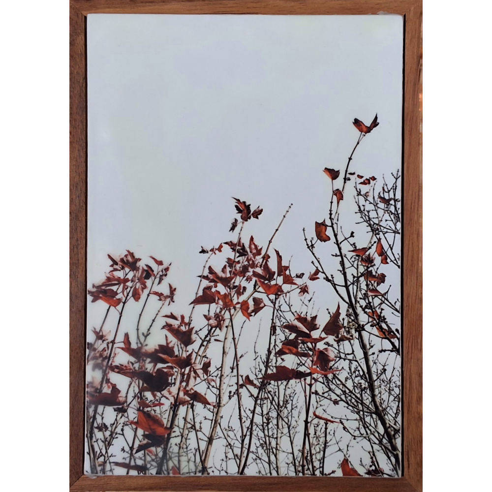 Autumn Comes 2