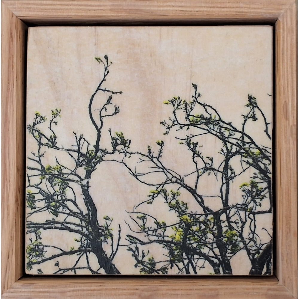 Seeing Through the Trees 5