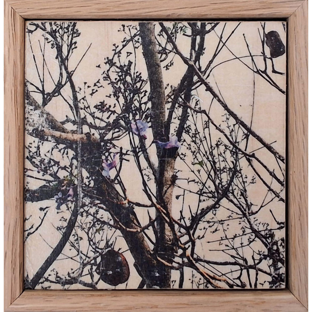 Seeing Through the Trees 7