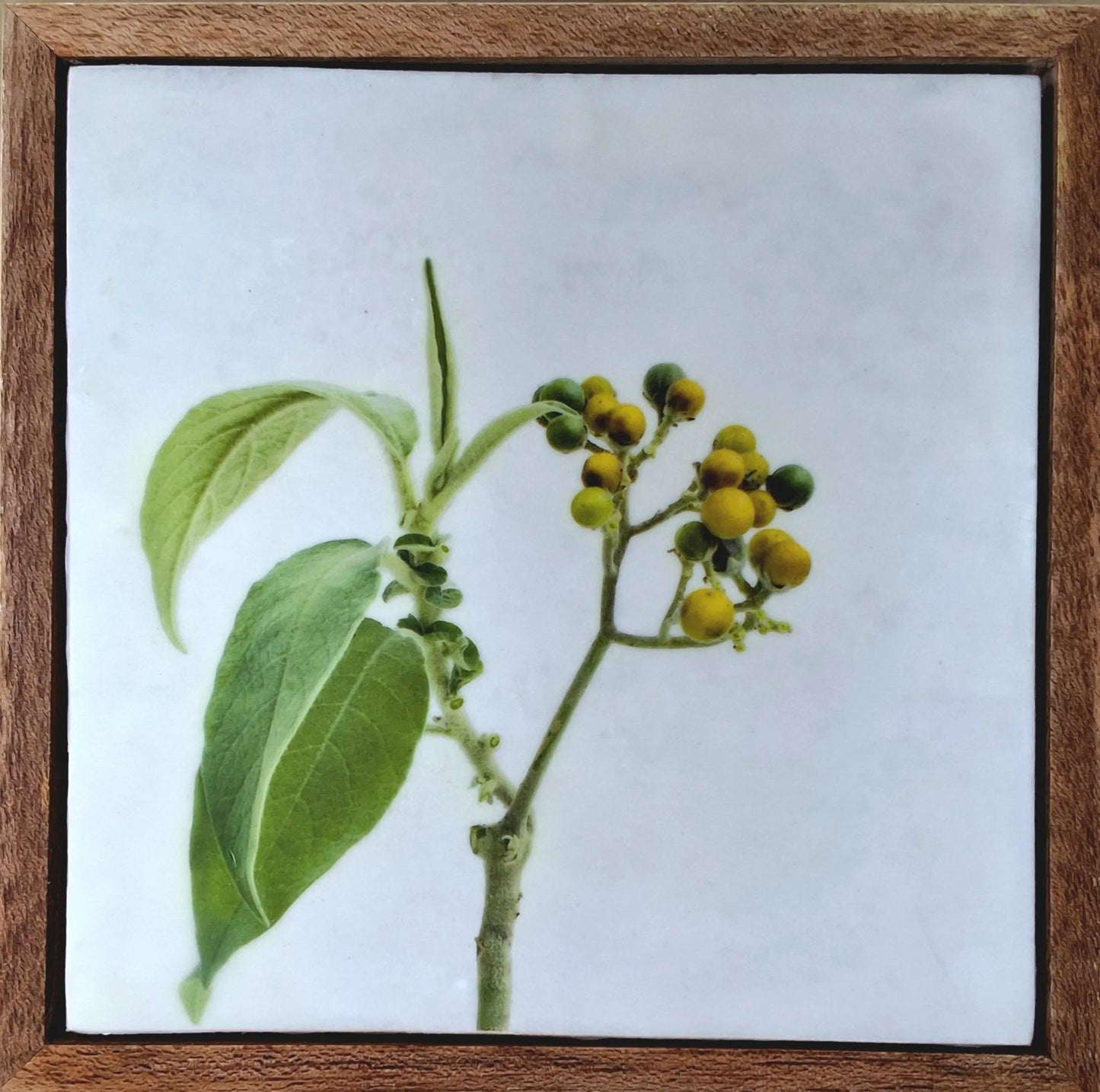 Weeds and Whimsy 21