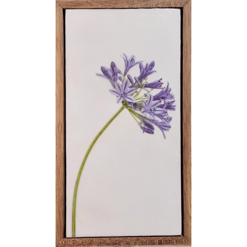 Gardens and Gifts Agapanthus 2
