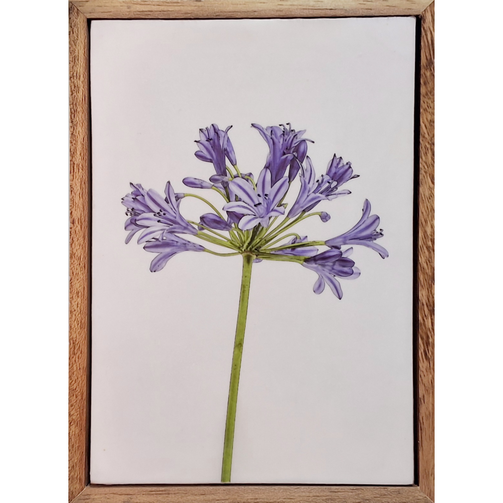 Gardens and Gifts Agapanthus 1