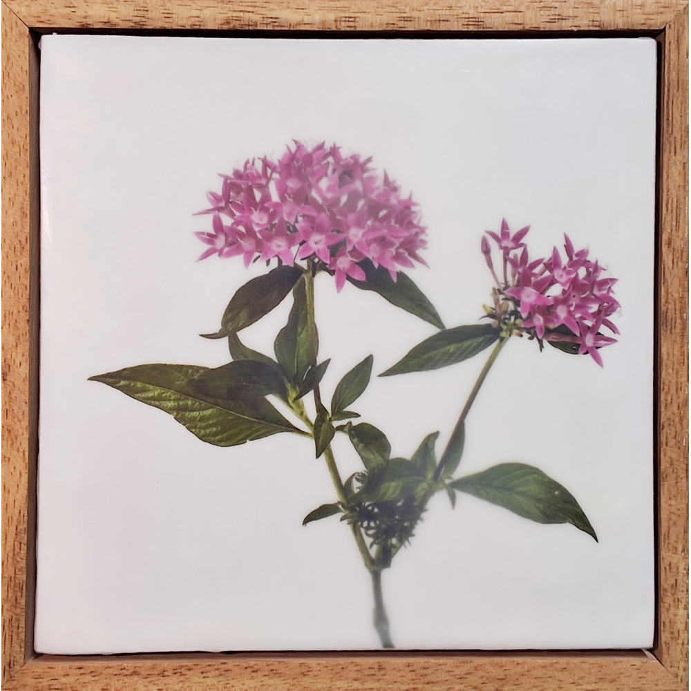 Gardens and Gifts Pentas 2