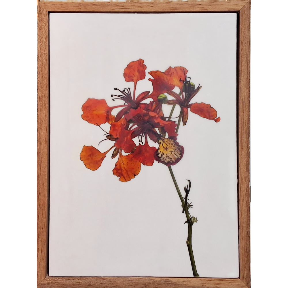 Gardens and Gifts Poinciana 1