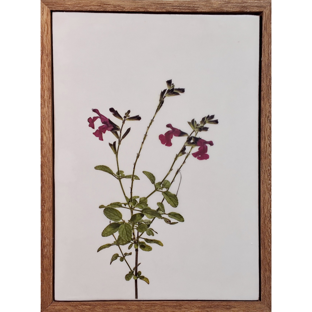 Gardens and Gifts Salvia 2