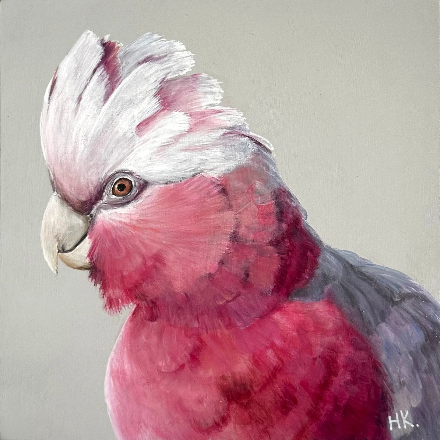 Gav the Galah