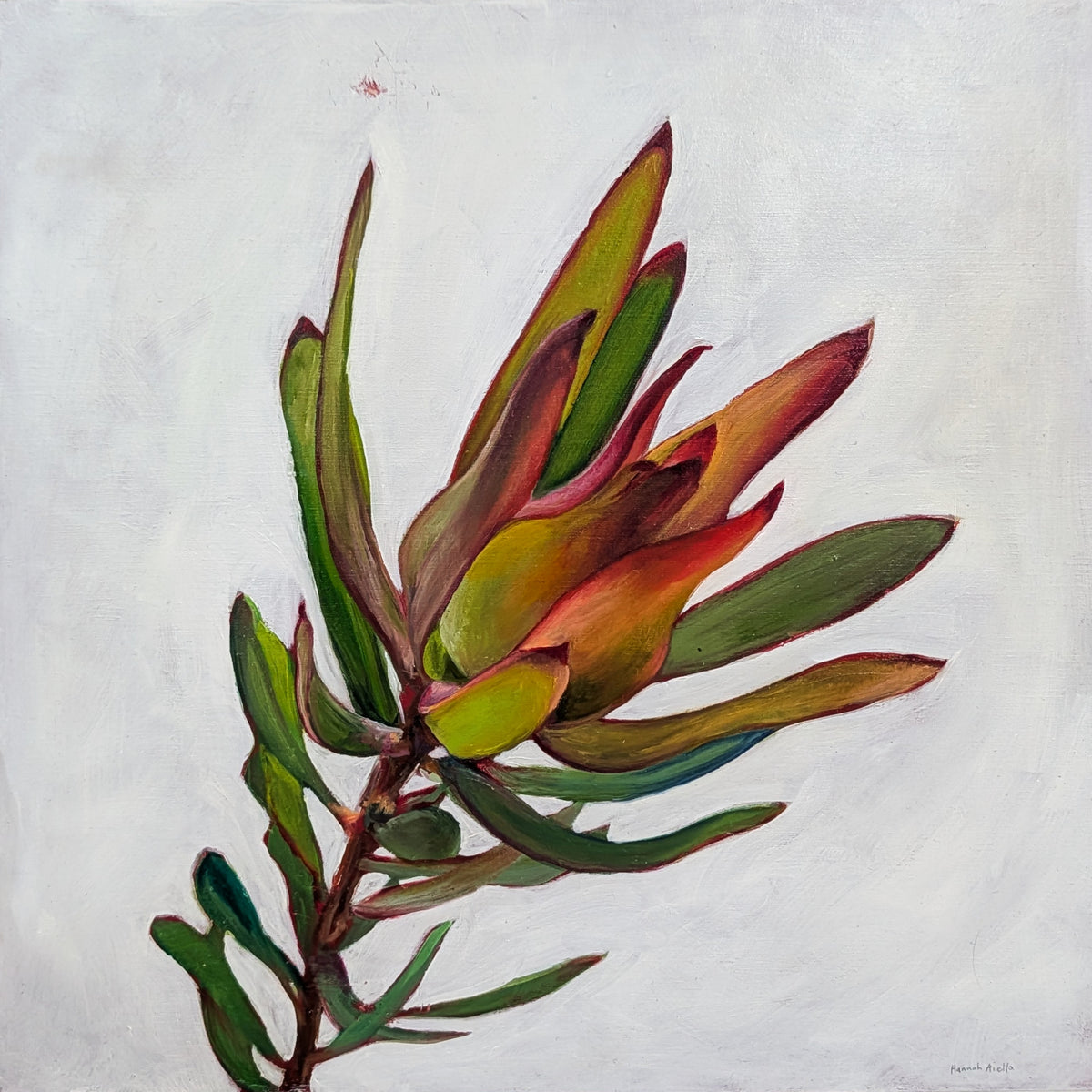 Leucadendron