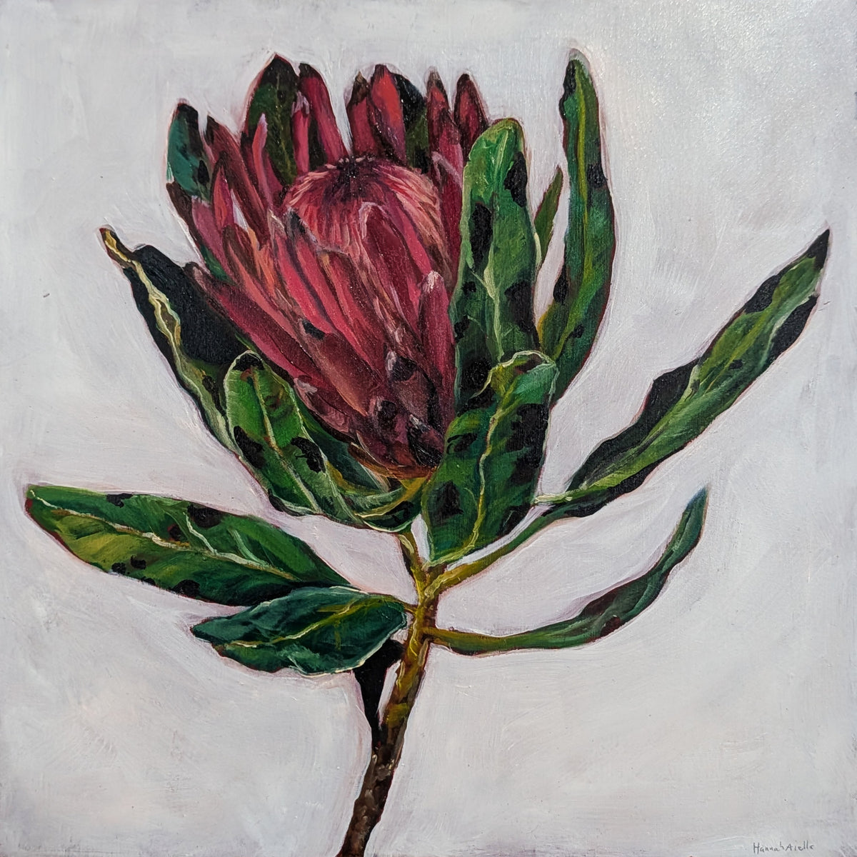 Protea