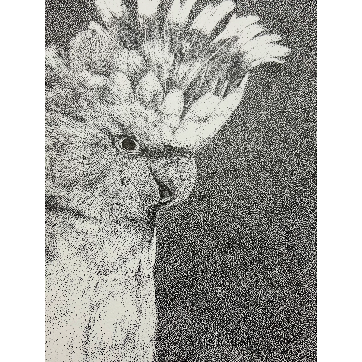 Echoes Of A Pink Cockatoo