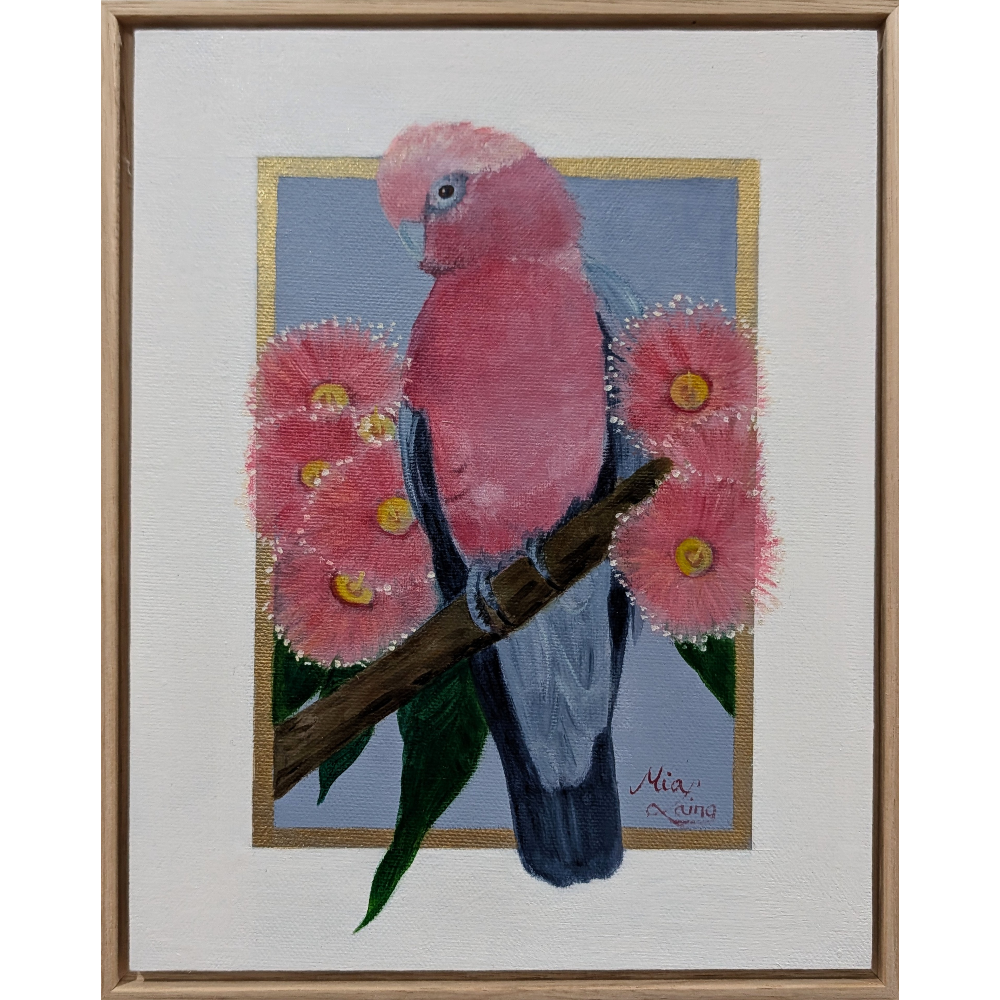 Cotton Candy - Pink Galah