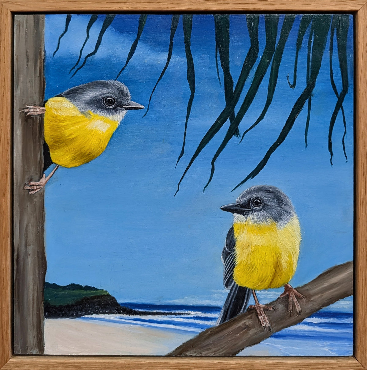 Eastern Yellow Robins at Sharpes Beach