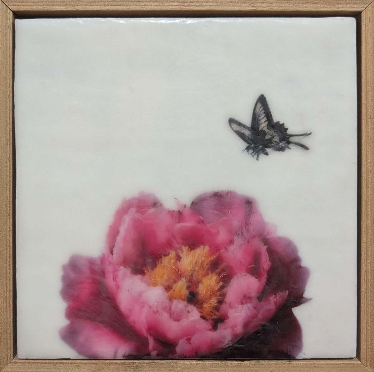 Butterfly Landing #1