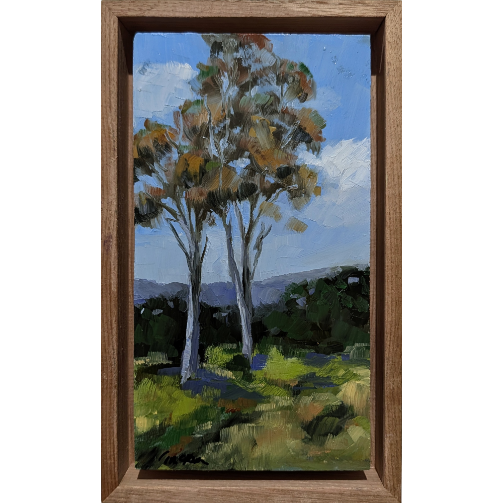 Gums, Marulan Rural NSW #2