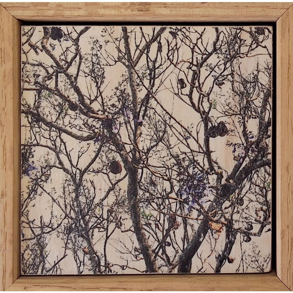 Seeing Through the Trees 16