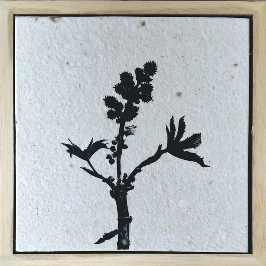 Seed Time and Harvest Shall Not Cease 50