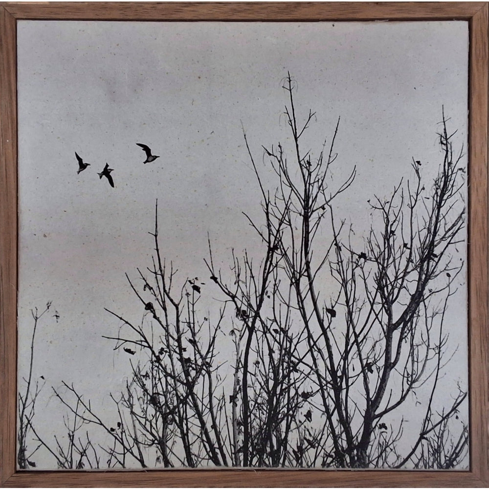 The Birds Without a Nest