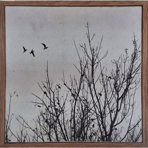 The Birds Without a Nest