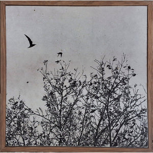 Birds Seeking Rest