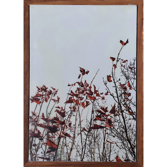 Autumn Comes 2