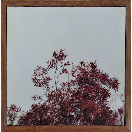 Autumn Comes 4