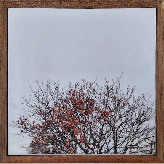 Autumn Comes 5