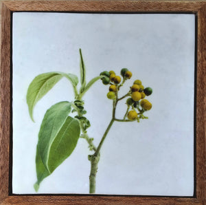 Weeds and Whimsy 21