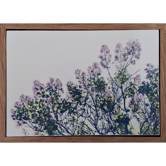 Jacaranda and Blue
