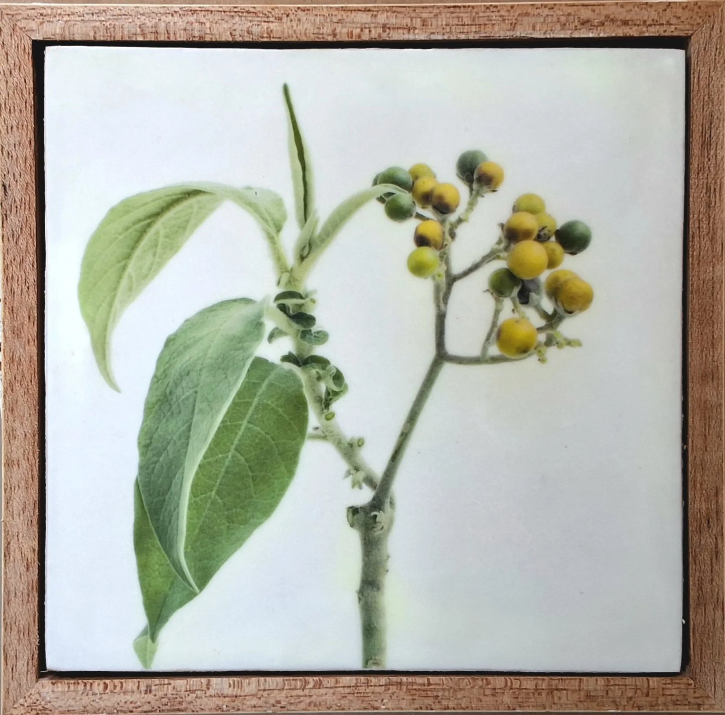 Weeds and Whimsy 26