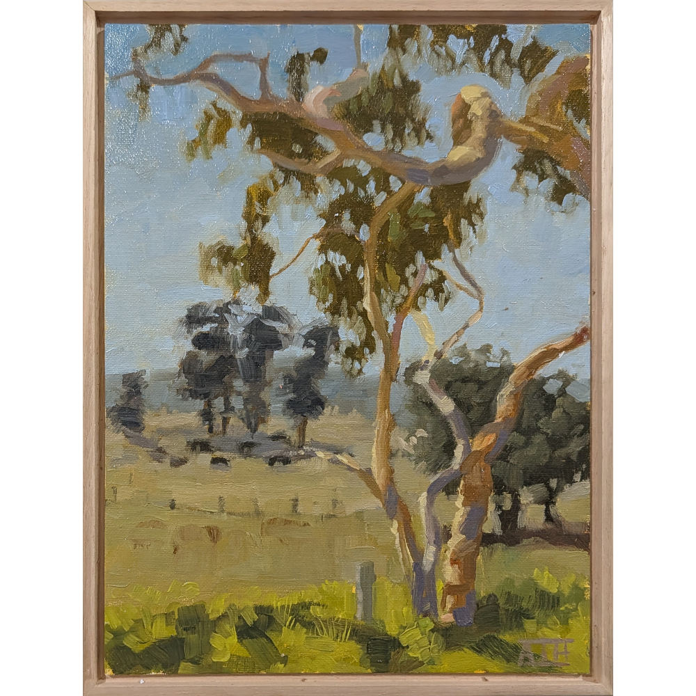 A New Wonder (Bellarine Peninsula)