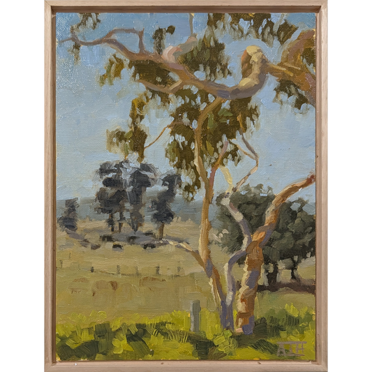 A New Wonder (Bellarine Peninsula)