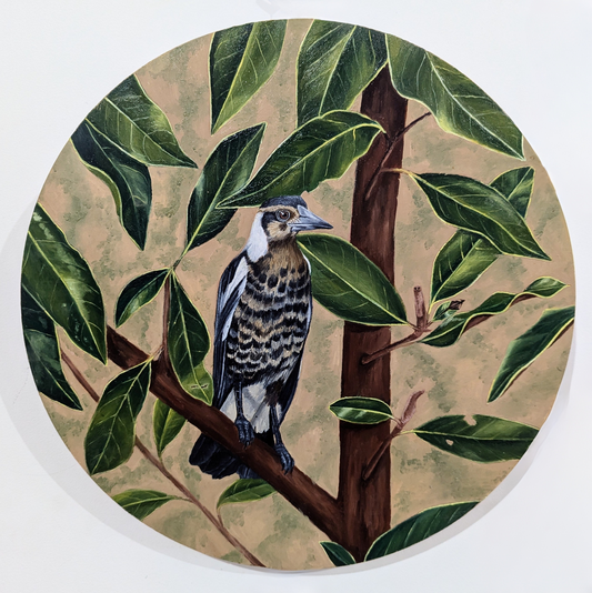 Portrait of a Baby Magpie