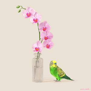Budgie Orchid 2