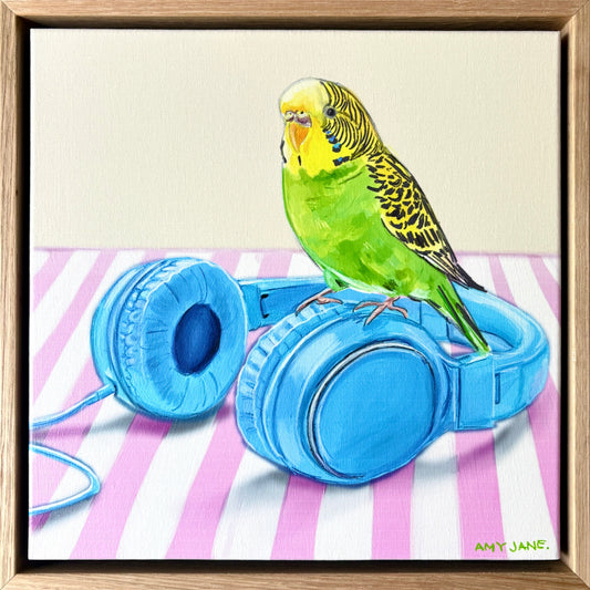 Budgie on Headphones