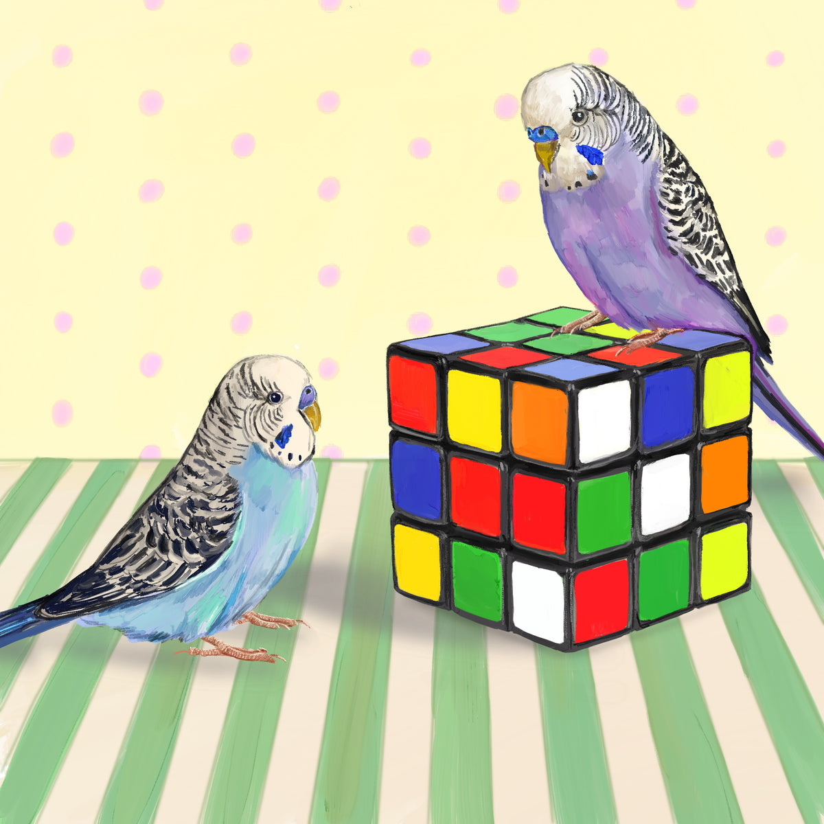 Rubik's cube budgies