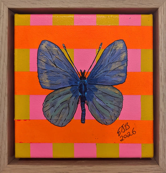Common Blue Butterfly