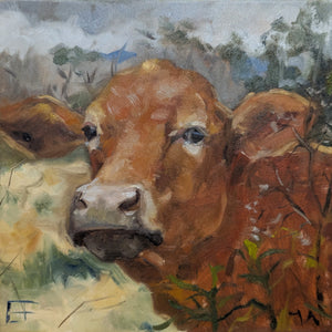 Cow