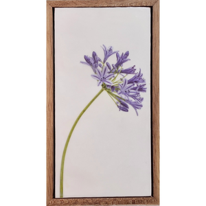 Gardens and Gifts Agapanthus 2