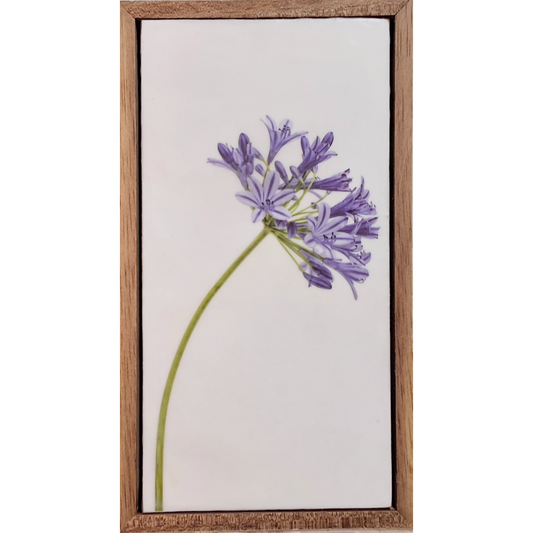 Gardens and Gifts Agapanthus 2