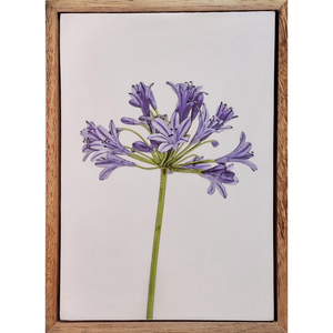 Gardens and Gifts Agapanthus 1