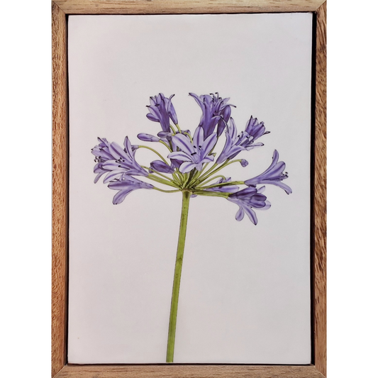 Gardens and Gifts Agapanthus 1