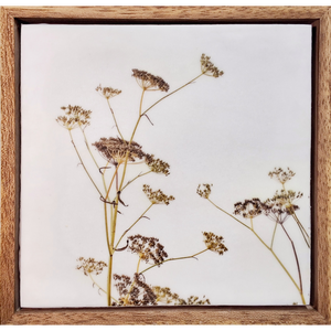 Gardens and Gifts Fennel