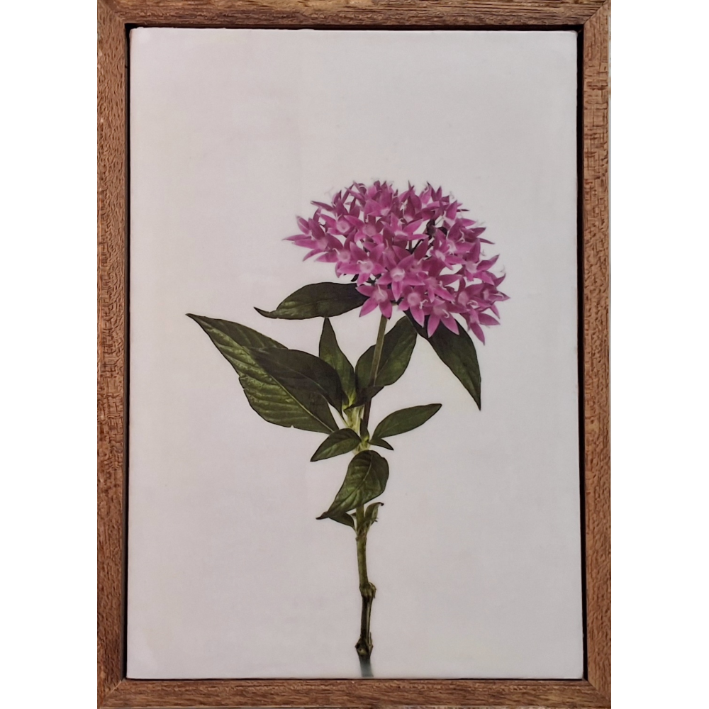 Gardens and Gifts Pentas 1