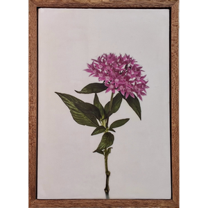 Gardens and Gifts Pentas 1