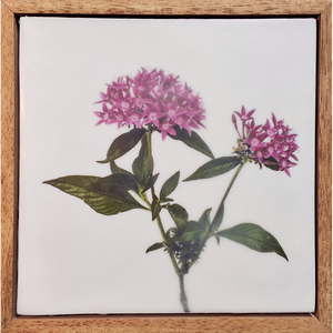 Gardens and Gifts Pentas 2