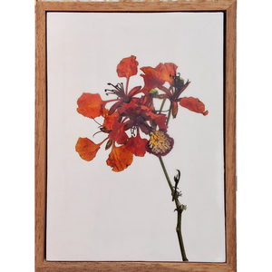 Gardens and Gifts Poinciana 1