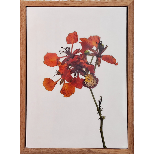 Gardens and Gifts Poinciana 1