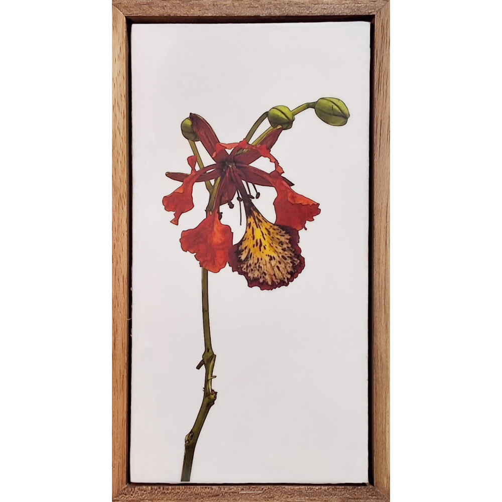 Gardens and Gifts Poinciana 2