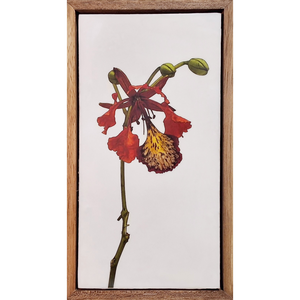 Gardens and Gifts Poinciana 2