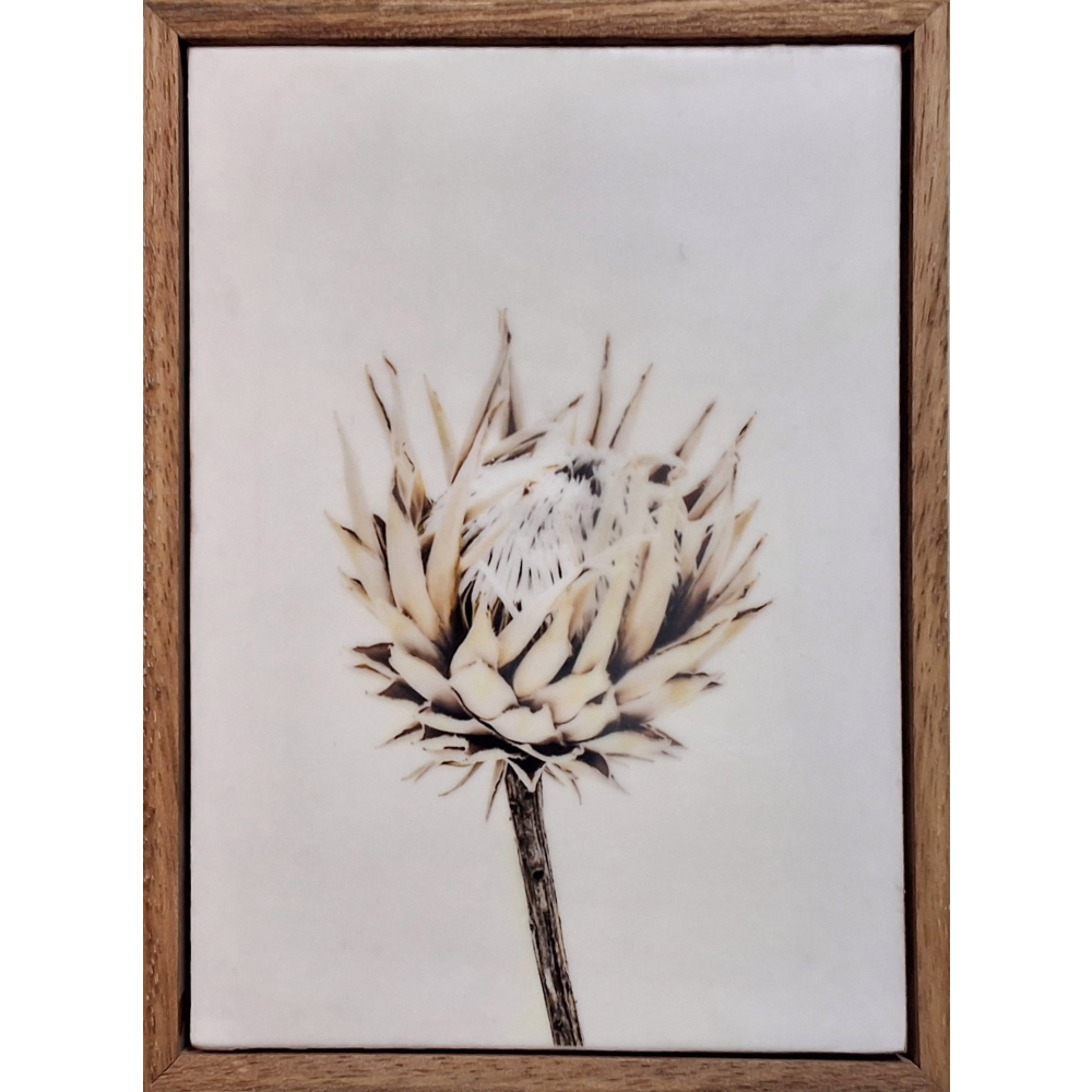 Gardens and Gifts Protea
